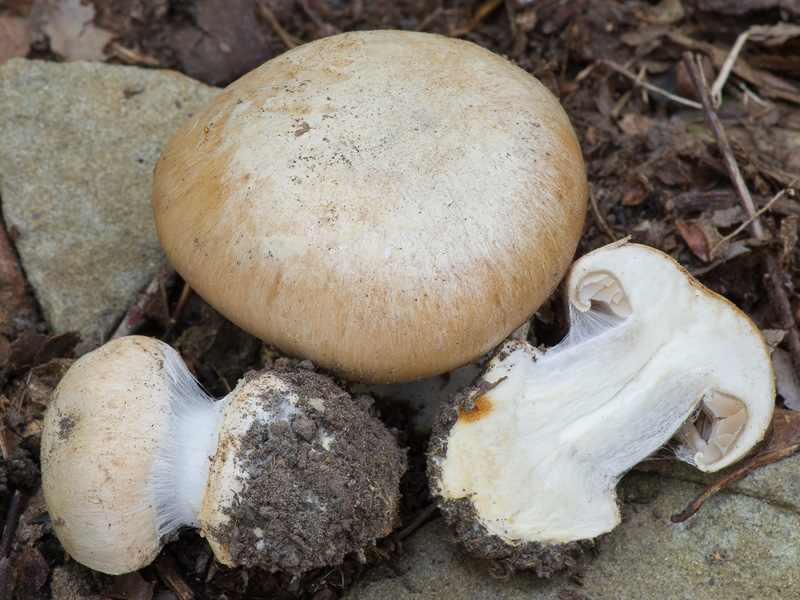 Cortinarius subalbescens